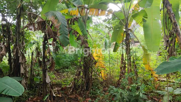 image TANAH LUAS 1160M² DI CISEENG BOGOR, HARGA TERJANGKAU (4)