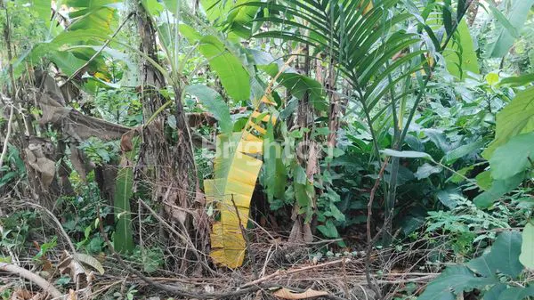 image TANAH LUAS 1160M² DI CISEENG BOGOR, HARGA TERJANGKAU (6)