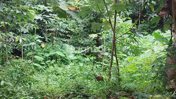 image TANAH LUAS 1160M² DI CISEENG BOGOR, HARGA TERJANGKAU (8)