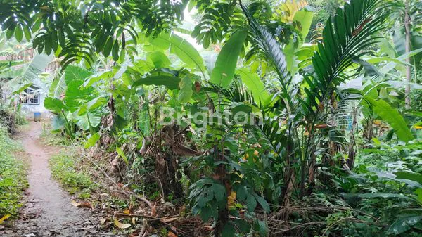 image TANAH LUAS 1160M² DI CISEENG BOGOR, HARGA TERJANGKAU (5)