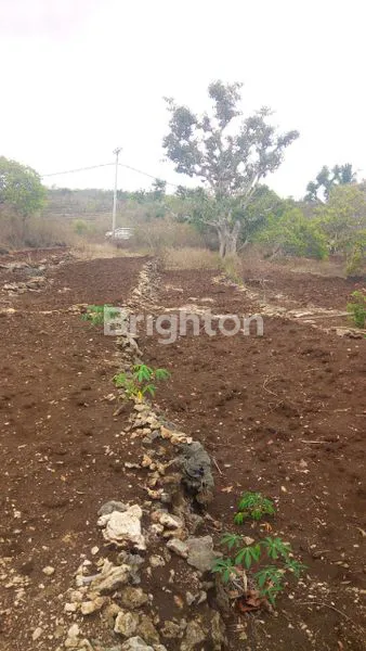 image TANAH POTENSIAL INVESTASI DI NUSA PENIDA (3)