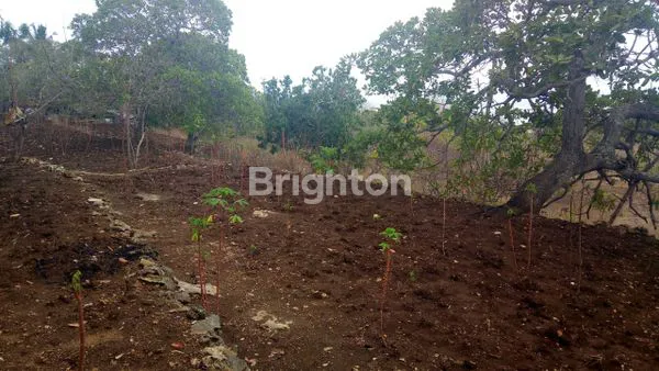 image TANAH POTENSIAL INVESTASI DI NUSA PENIDA (7)