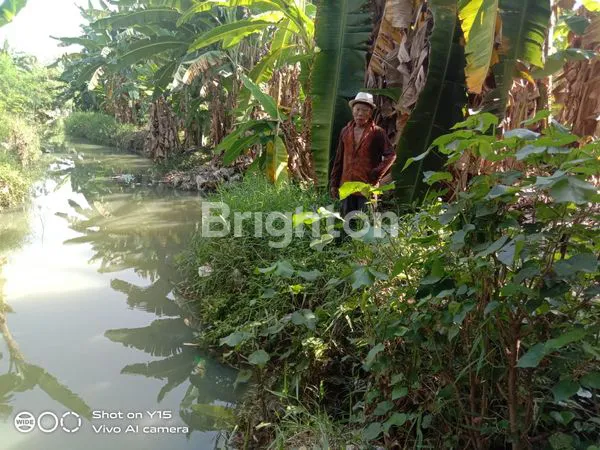 image TANAH SAWAH LUAS 5000M² DI SAMBILEREP, DEKAT GRAHA NATURA (5)