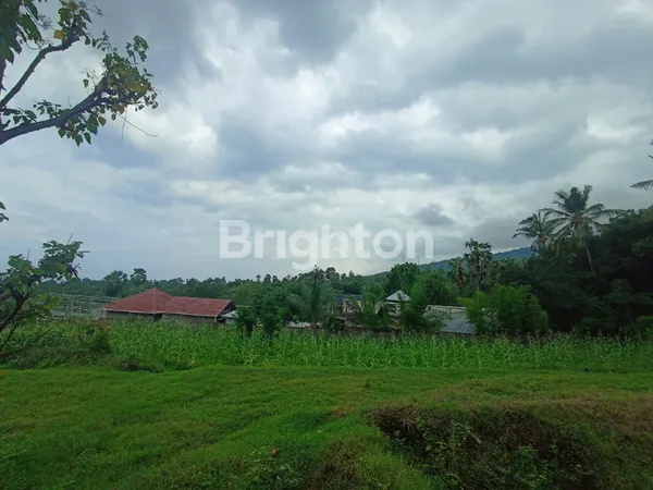 image DIJUAL TANAH KEBUN 50 HEKTAR DI TEMBOK BULELENG (3)