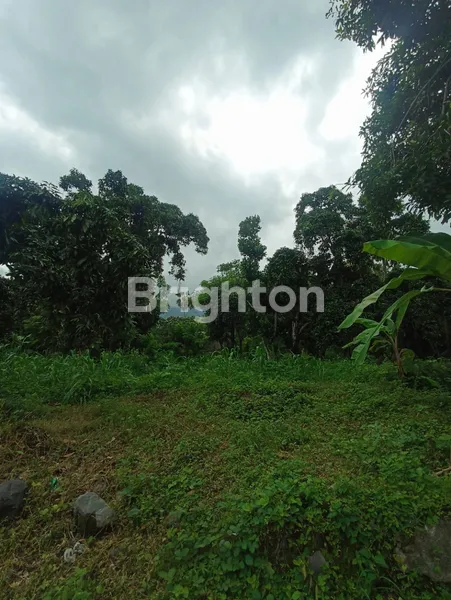image DIJUAL TANAH KEBUN 50 HEKTAR DI TEMBOK BULELENG (4)