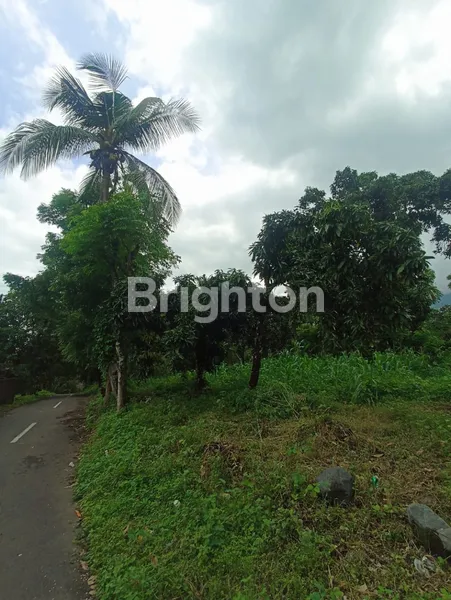 image DIJUAL TANAH KEBUN 50 HEKTAR DI TEMBOK BULELENG (5)