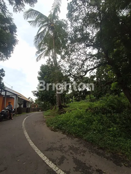 image DIJUAL TANAH KEBUN 50 HEKTAR DI TEMBOK BULELENG (6)