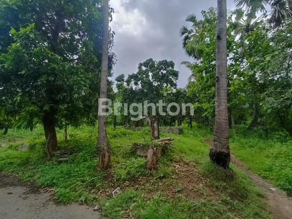 image DIJUAL TANAH KEBUN 50 HEKTAR DI TEMBOK BULELENG (8)