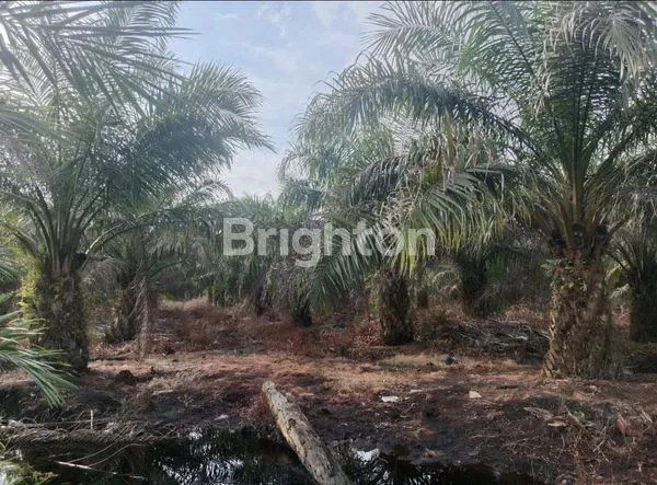 image KEBUN SAWIT (1)