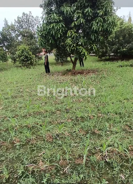 image TANAH JALAN DALU 10 TANJUNG MORAWA (3)