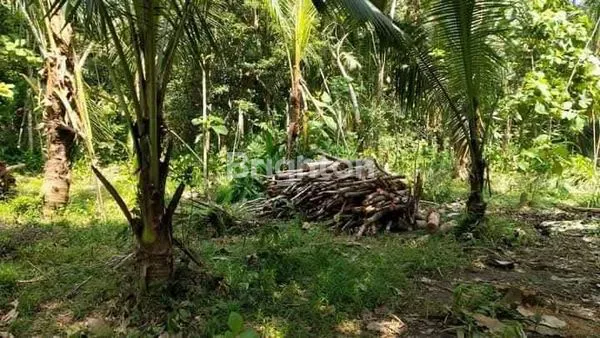 image INVESTASI STRATEGIS: TANAH 942M2 DI KRENDETAN PURWOREJO, DEKAT BANDARA YIA — COCOK UNTUK BISNIS & HOMESTAY (4)