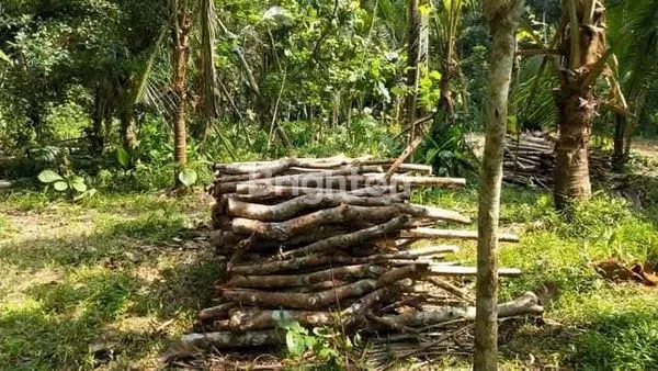 image INVESTASI STRATEGIS: TANAH 942M2 DI KRENDETAN PURWOREJO, DEKAT BANDARA YIA — COCOK UNTUK BISNIS & HOMESTAY (3)