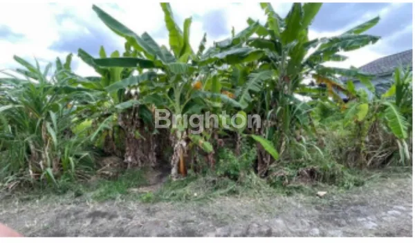 image TANAH KAVLING SHM DI SINGAPADU SUKAWATI – LOKASI STRATEGIS, SIAP BANGUN DI KAWASAN PERUMAHAN (1)