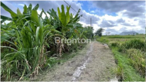 image TANAH KAVLING SHM DI SINGAPADU SUKAWATI – LOKASI STRATEGIS, SIAP BANGUN DI KAWASAN PERUMAHAN (2)
