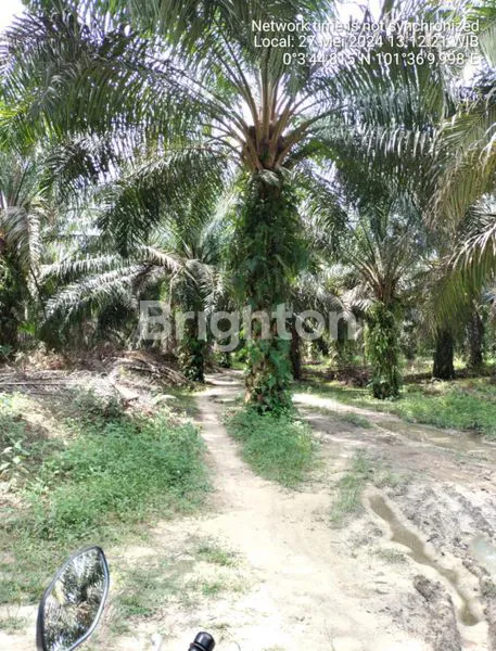 image JUAL KEBUN SAWIT  (1)