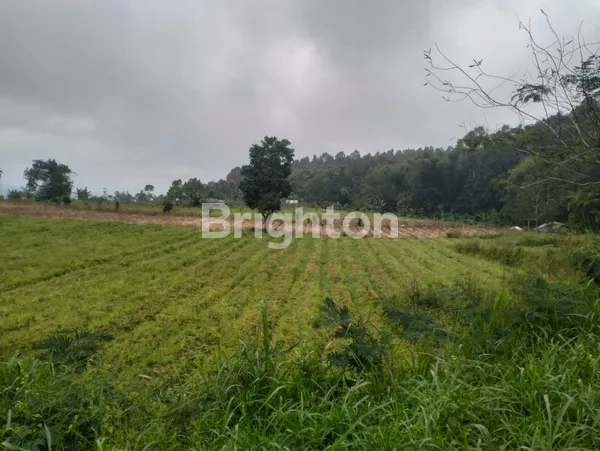 image DIJUAL TANAH 4HA (1)