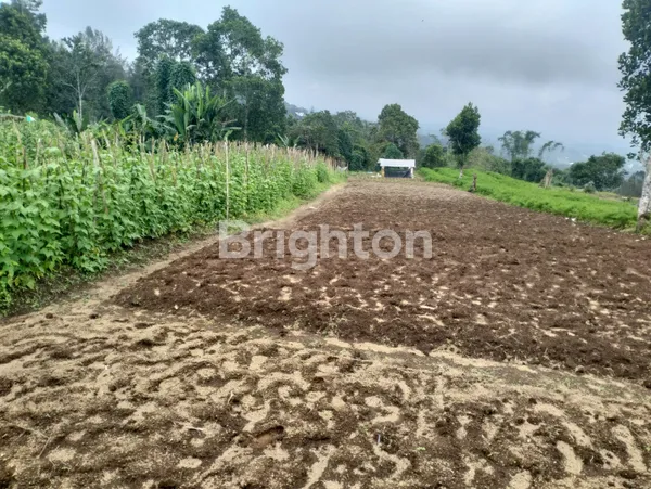 image DIJUAL TANAH 4HA (3)