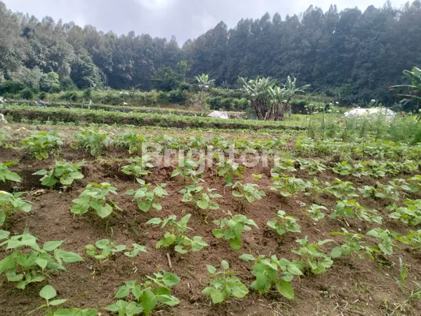 image DIJUAL TANAH 4HA (4)