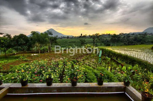 image BISNIS LENGKAP: VILLA, RESTO, KOLAM PANCING DI PACET (5)