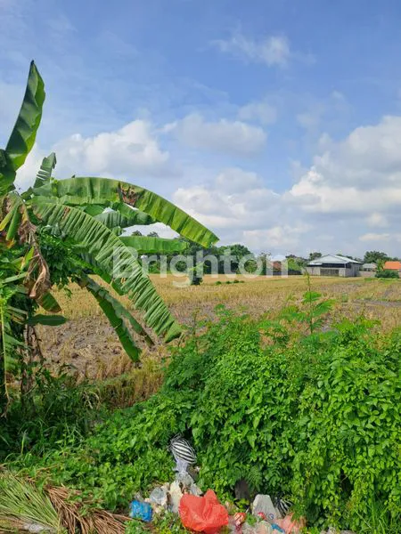 image TANAH KOMERSIL TERMINAL MENGWI BADUNG LUAS 52 ARE (3)