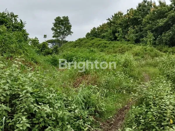 image TANAH BEKAS PABRIK PENGGILINGAN BATU, DI PAMOTAN, REMBANG (5)