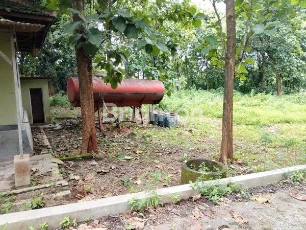 image TANAH BEKAS PABRIK PENGGILINGAN BATU, DI PAMOTAN, REMBANG (4)