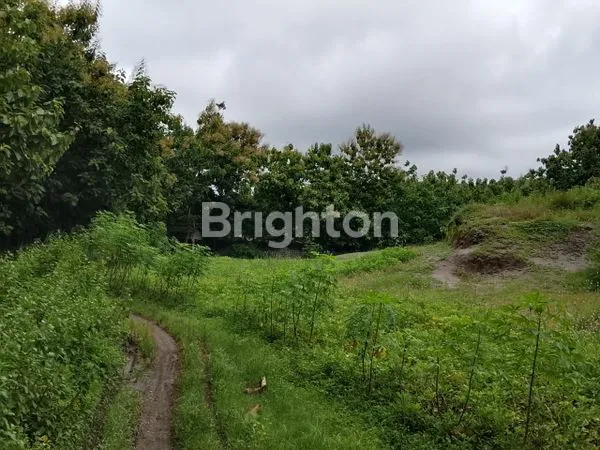 image TANAH BEKAS PABRIK PENGGILINGAN BATU, DI PAMOTAN, REMBANG (6)