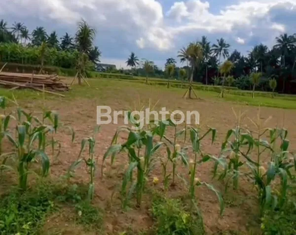 image INVESTASI LAHAN 42 ARE DI PEJENG – VIEW SAWAH ABADI & ZONA KUNING STRATEGIS (2)