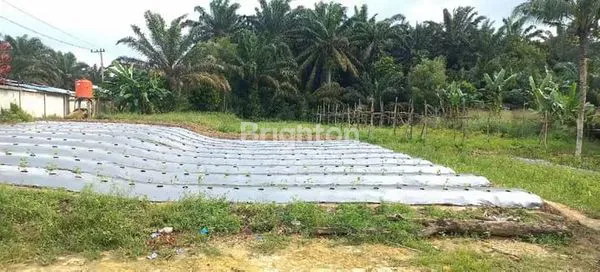 image TANAH STRATEGIS 19.908M² DI LINTAS PEKANBARU-PANGKALAN KERINCI (3)