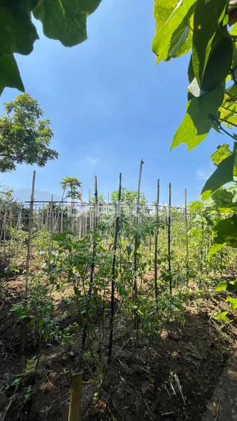 image TANAH 3200 M ARAH WISATA JENGKOANG BUMIAJI KOTA BATU (4)