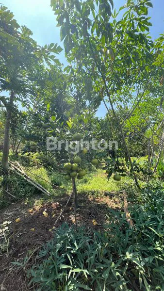 image TANAH 3200 M ARAH WISATA JENGKOANG BUMIAJI KOTA BATU (7)