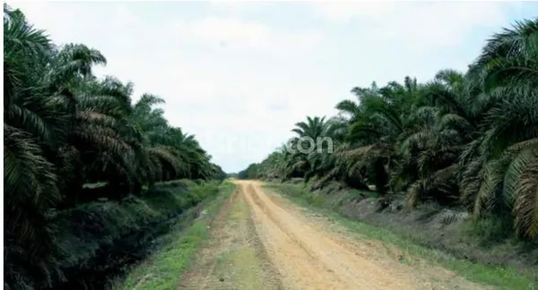 LAHAN SAWIT 4000 HA KAWASAN MUSI RAWAS, SUMATERA SELATAN