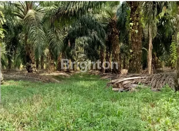 image LAHAN PERKEBUNAN 10000 HA DI EMPAT LAWANG, SUMATERA SELATAN (1)
