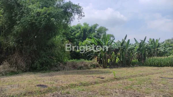 image TANAH LUAS 1.000 M2 DI DSN. GONDANG, DS. PARENGAN, KEC. JETIS, KAB. MOJOKERTO (3)