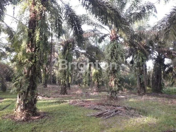 image KEBUN SAWIT PRODUKTIF (3)
