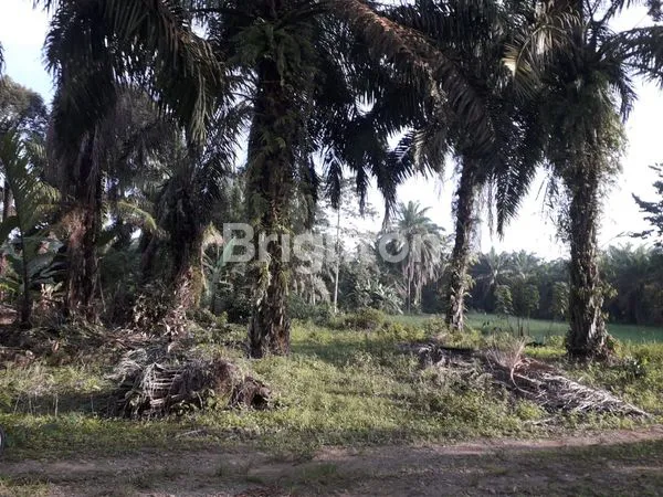 image KEBUN SAWIT PRODUKTIF (4)
