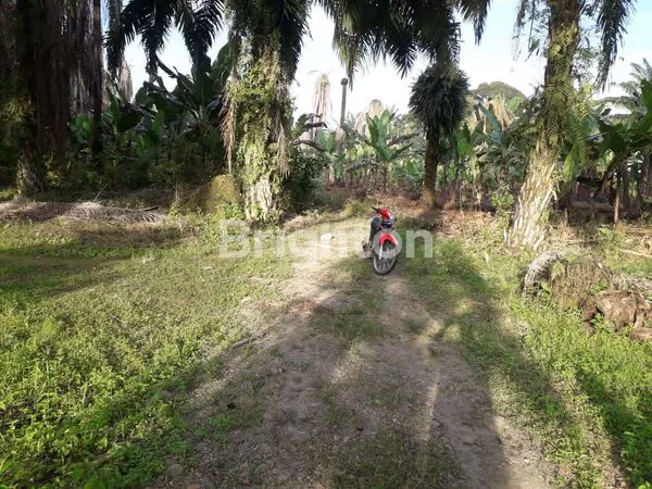 image KEBUN SAWIT PRODUKTIF (5)