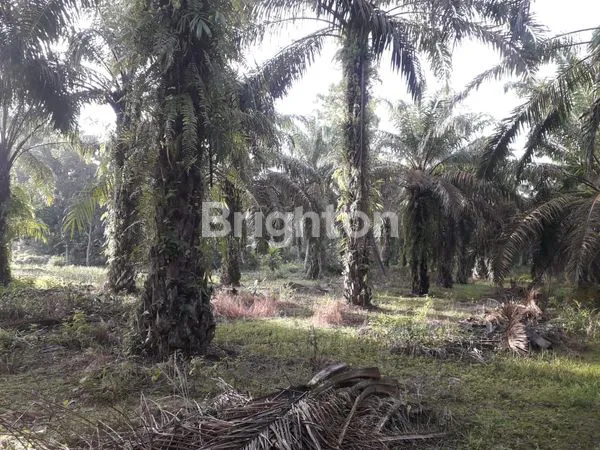 image KEBUN SAWIT PRODUKTIF (2)