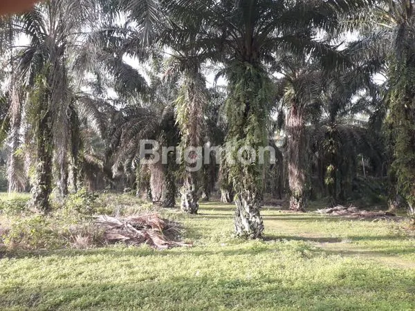 KEBUN SAWIT PRODUKTIF