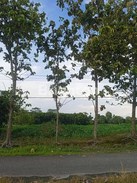 image TANAH DI JLN. CANDIPURO RAYA UTAMA, TAMAN AGUNG, KALIANDA, LAMPUNG SELATAN, LAMPUNG (3)