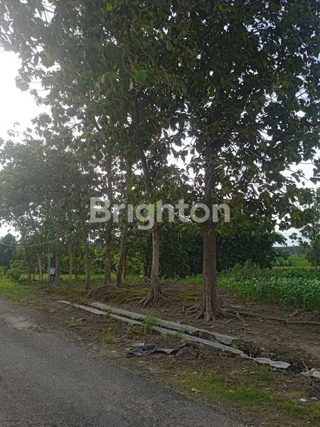 image TANAH DI JLN. CANDIPURO RAYA UTAMA, TAMAN AGUNG, KALIANDA, LAMPUNG SELATAN, LAMPUNG (5)