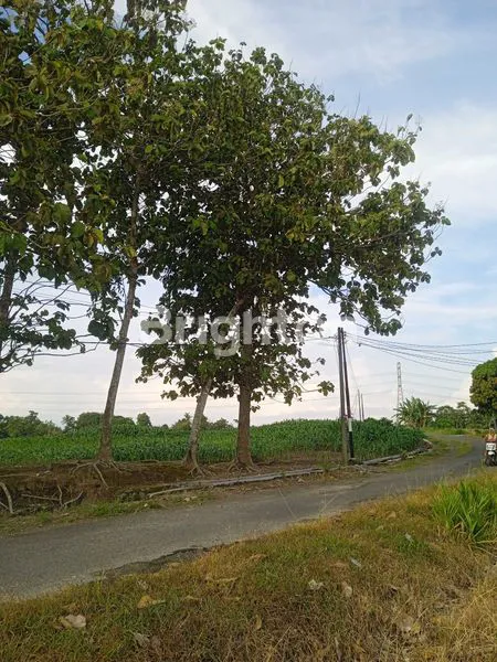 image TANAH DI JLN. CANDIPURO RAYA UTAMA, TAMAN AGUNG, KALIANDA, LAMPUNG SELATAN, LAMPUNG (6)