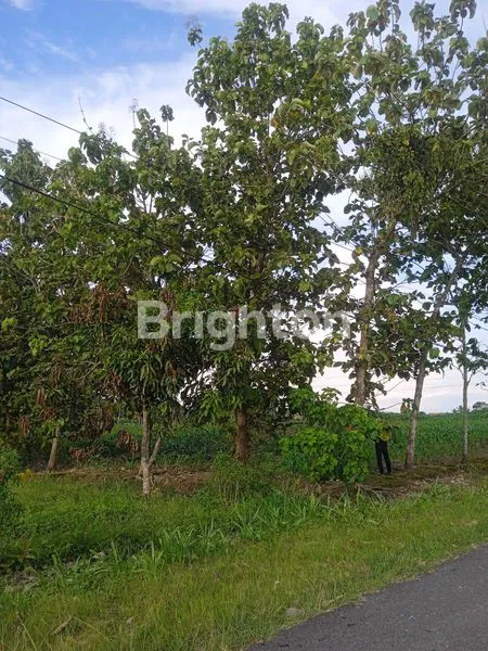 image TANAH DI JLN. CANDIPURO RAYA UTAMA, TAMAN AGUNG, KALIANDA, LAMPUNG SELATAN, LAMPUNG (2)