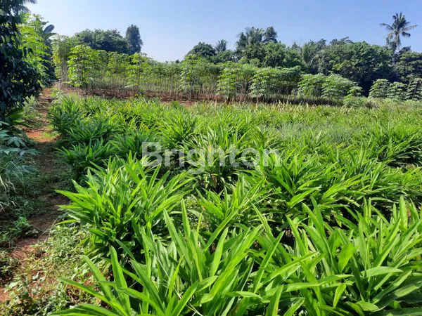 image DIJUAL TANAH LUAS 4.338 M² – INVESTASI EMAS KP. BUNUT TAMANSARI, SETU – JAWA BARAT  (1)