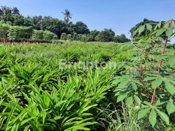 image DIJUAL TANAH LUAS 4.338 M² – INVESTASI EMAS KP. BUNUT TAMANSARI, SETU – JAWA BARAT  (3)