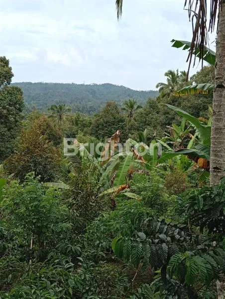 image DIJUAL TANAH DI PUPUAN 88 ARE 2,2 M (3)