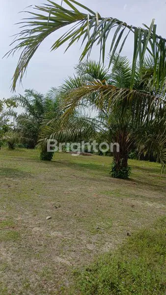 image DIJUAL TANAH 50.400METER,DI PALAS,KAMPUNG COBOY (6)