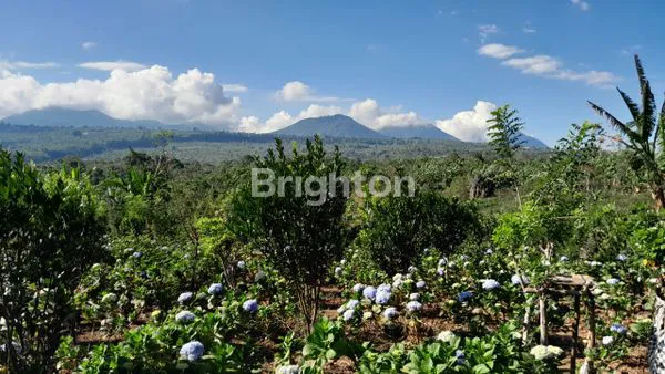 image DIJUAL TANAH PERKEBUNAN 9 HEKTARE – VIEW PEGUNUNGAN & DANAU BUYAN (7)