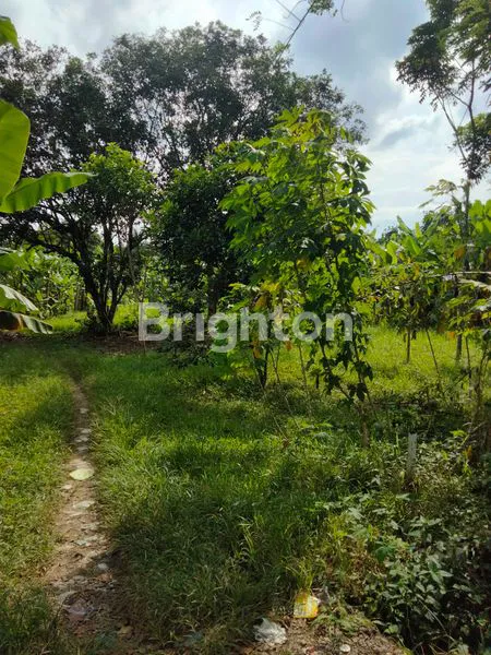 image TANAH STRATEGIS 4.800M² DI BINJAI, DEKAT FASILITAS PUBLIK (2)