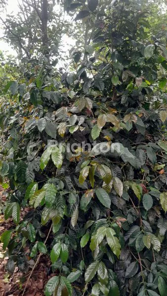 image DIJUAL TANAH PERKEBUNAN PRODUKTIF – GOBLEG, BULELENG 6HA (4)